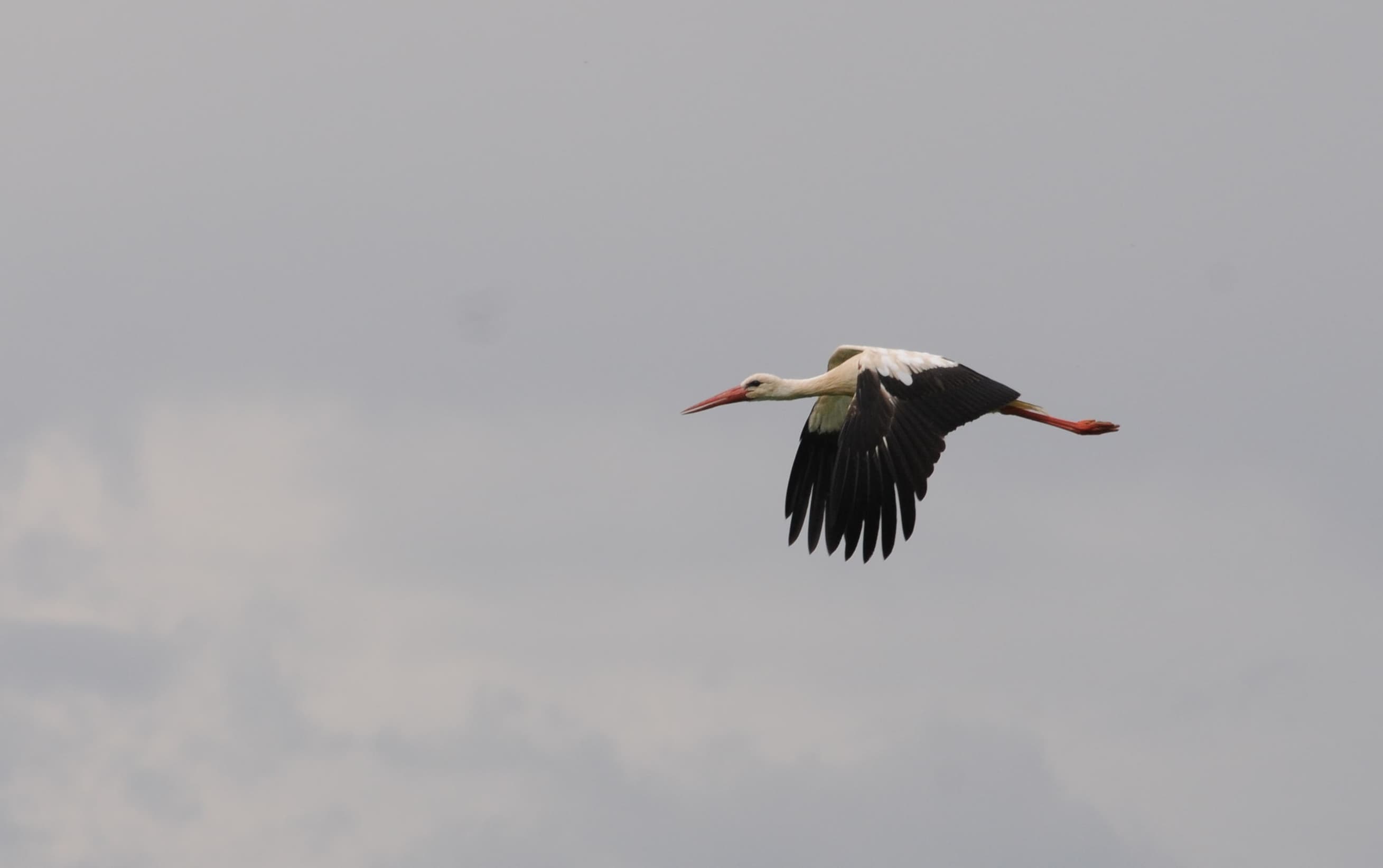 Cigogne blanche